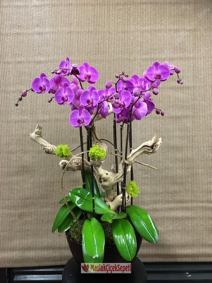 Orkide saksi-001291