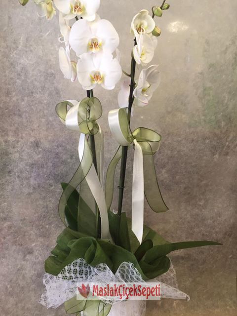 Orkide saksi-sev-022255