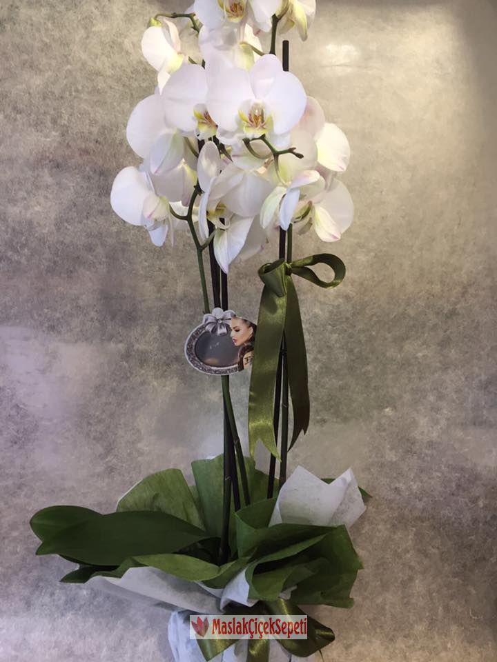 Orkide saksi-vip-844829