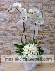 Saksi orkide-Ask-94