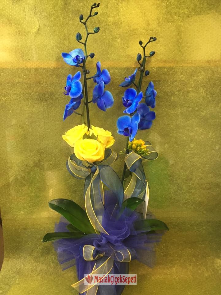 mavi orkide -an-012826