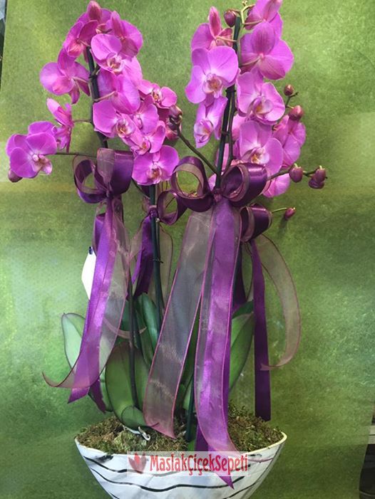 Orkide saksi fusya-