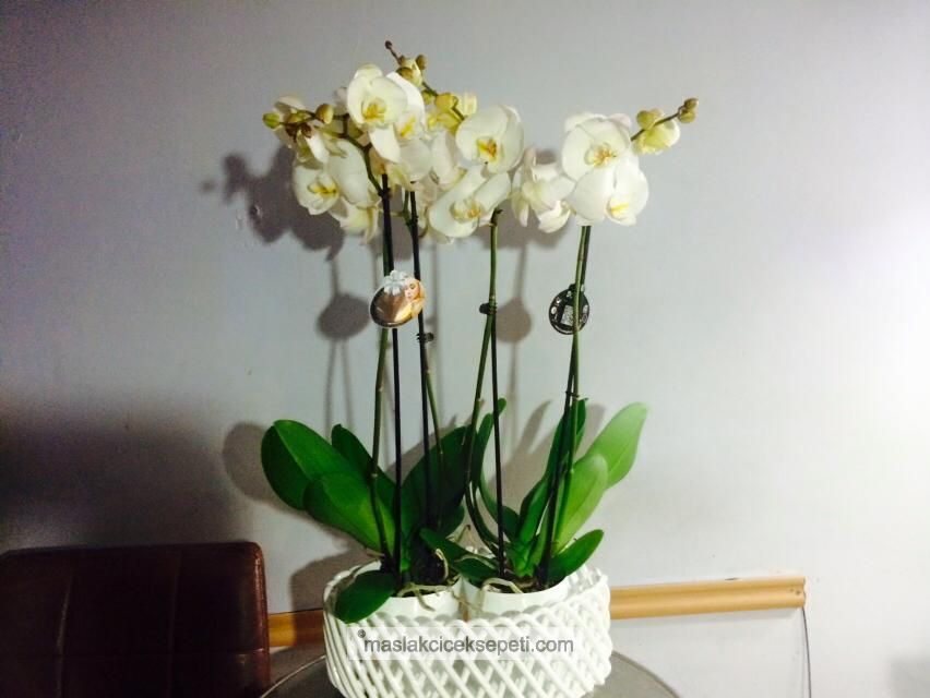 Saksi orkide-Ask-101