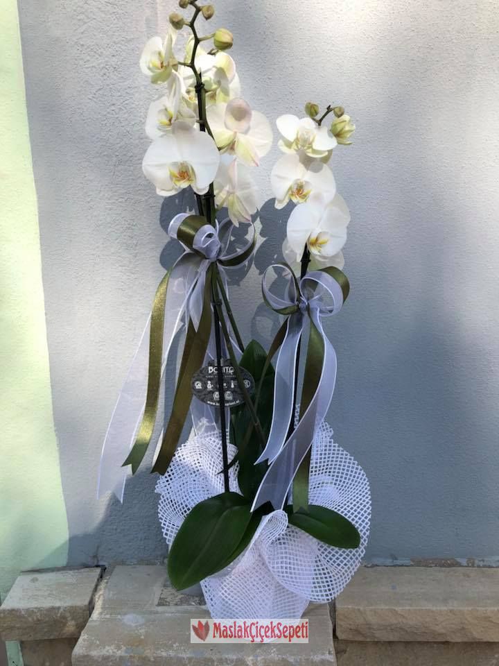 Saksi orkide- Orkide-2